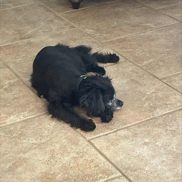 Meet your Posher, Kristi - Picture 11 of 13